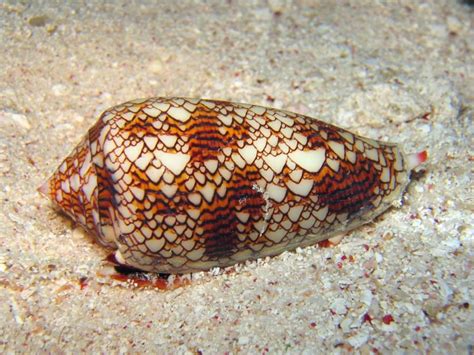  Cone Snail: Un petit prédateur marin qui chasse avec une harpon aiguille empoisonnée !