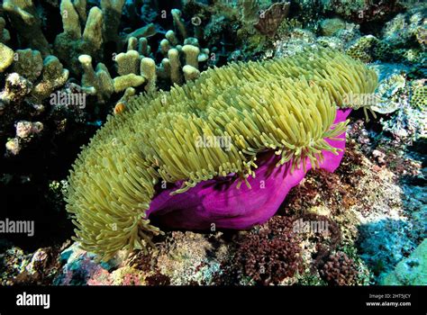  Heteractis Magnifica: Une Anémone De Mer Dotée D’une Symbiose Fascinante et d'un Pouvoir Détoxidant Exceptionnel !