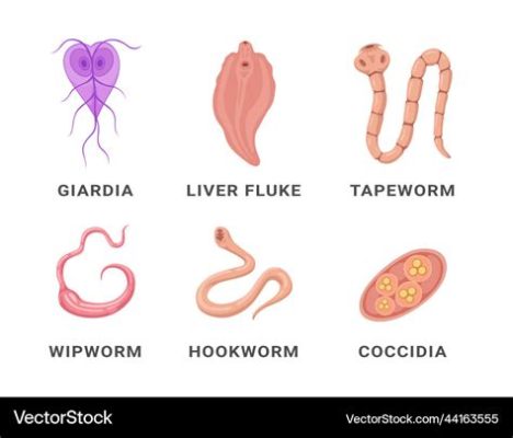  Neodermae: Le Champion Déguisé des Parasites Intestinaux et Navigateur Intracellulaire !