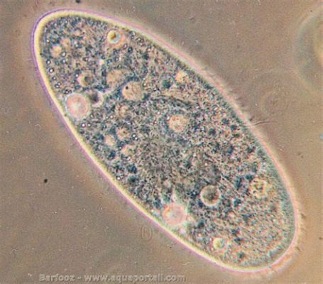  Paramecium Aurelia: Un Microscopic Athlete Performing the Balancing Act Between Feasting and Fleeing!