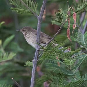   Rousserolle ! Un Chant Mélodieux au Coeur des Marais et une Plume qui se Fond dans le Foliage