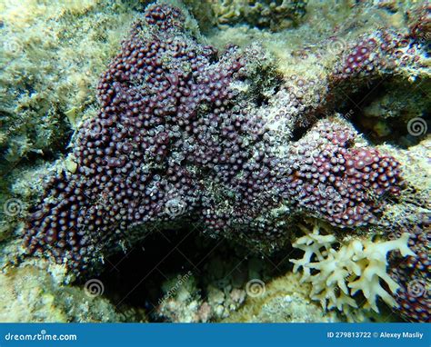  Tubipora musica : Un récif corallien aux sonorités envoûtantes qui danse au rythme des courants marins !