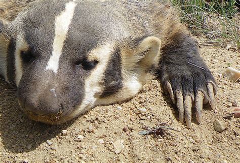  Badger ! Un mammifère solitaire aux griffes redoutables qui adore fouiller dans la terre