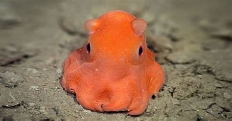  Flamboyant Flapjack Octopus:  Discover the Shell-less Wonder That Crawls on Land!