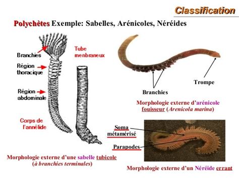  Glycera: Un Vers Polychète Qui Se Déplace Avec Une Grâce Inattendue Pour un Prédateur Voraces! 