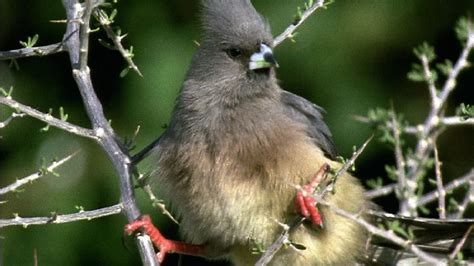  Grive: Décrivez la Mélodie Inattendue de cet Oiseau Migrateur et son Appetit Insatiable pour les Vers de Terre!