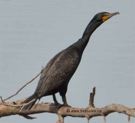  Ibis : Cet oiseau aux pattes palmées s’adapte-t-il à la vie aquatique avec son bec courbe unique ?