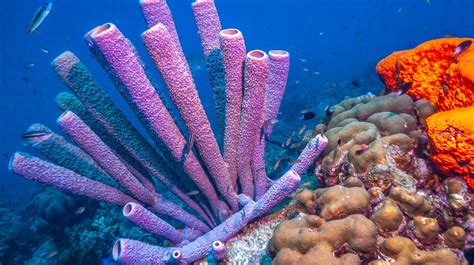  Nicolea: Une Éponge Marine Qui Possède Des Spicules Uniques Et Qui Vit Dans Les Profondeurs Océaniques!