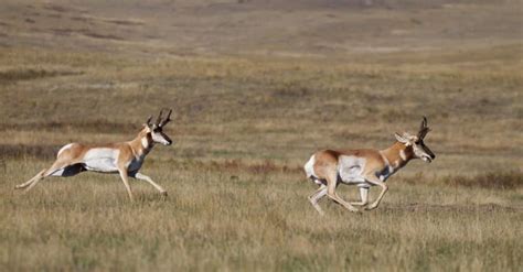  Pronghorn! Le Maître de la Vitesse et des Courses à Travers les Grandes Plaines Américaines