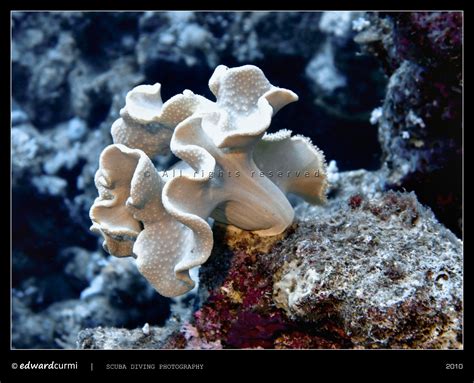  Sarcophyton: Un corail mou aux tentacules fascinants qui semblent danser sous les vagues!