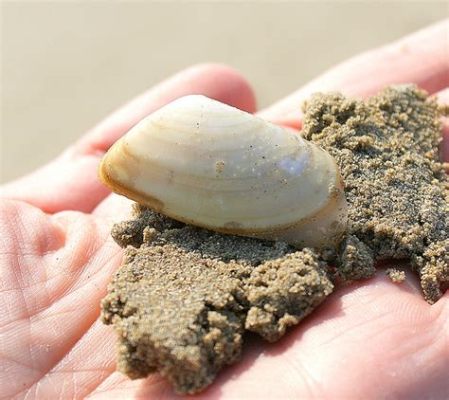  Tellines: Des Bivalves Discrets aux Écuelles Gourmandes!