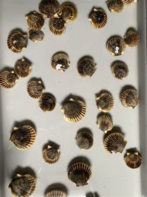  Uneven Scallop: Un filtreur d'eau douce et une créature de fond marin!