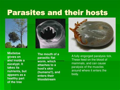  Whitmania: Un Parasite Ingénieux Qui Prend Son Hébergement Au Sérieux!