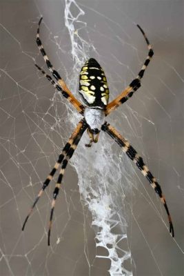  Yellow Garden Spider - Un Maître du Camouflage aux Mailles d'Or Et à la Toile Délirante!