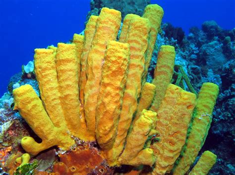  Yellow Tube Sponge: A Colorful Filter Feeder Living Quietly on Reefs