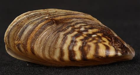  Zebra Mussel: Des coquilles striées qui s’accrochent à tout ce qu’elles rencontrent !